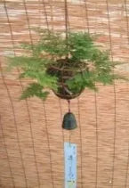 日本産つりしのぶ 約12cm玉 【南部鉄器風鈴付】