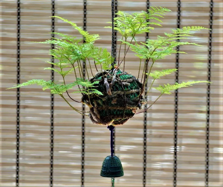 日本産つりしのぶ　約９ｃｍ玉　【南部鉄器風鈴付】