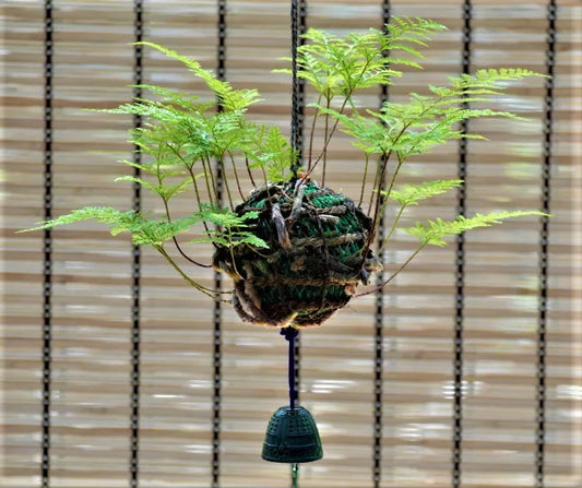 日本産つりしのぶ　約９ｃｍ玉　【南部鉄器風鈴付】