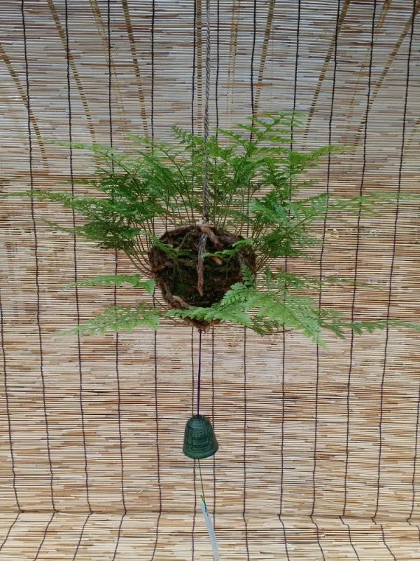 日本産つりしのぶ　約９ｃｍ玉　【南部鉄器風鈴付】