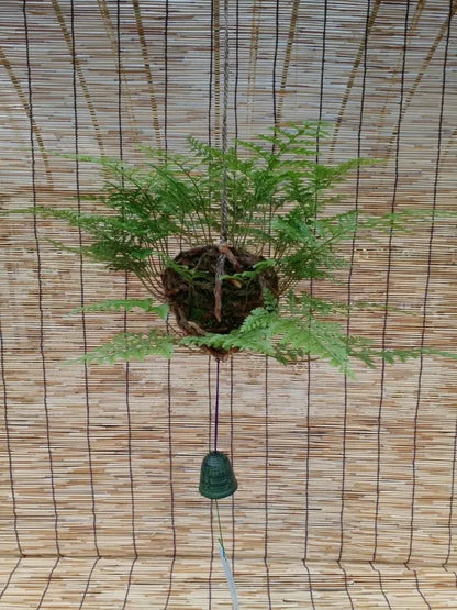 日本産つりしのぶ　約９ｃｍ玉　【南部鉄器風鈴付】