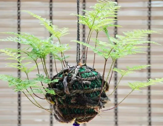 日本産つりしのぶ　約９ｃｍ玉　【南部鉄器風鈴付】