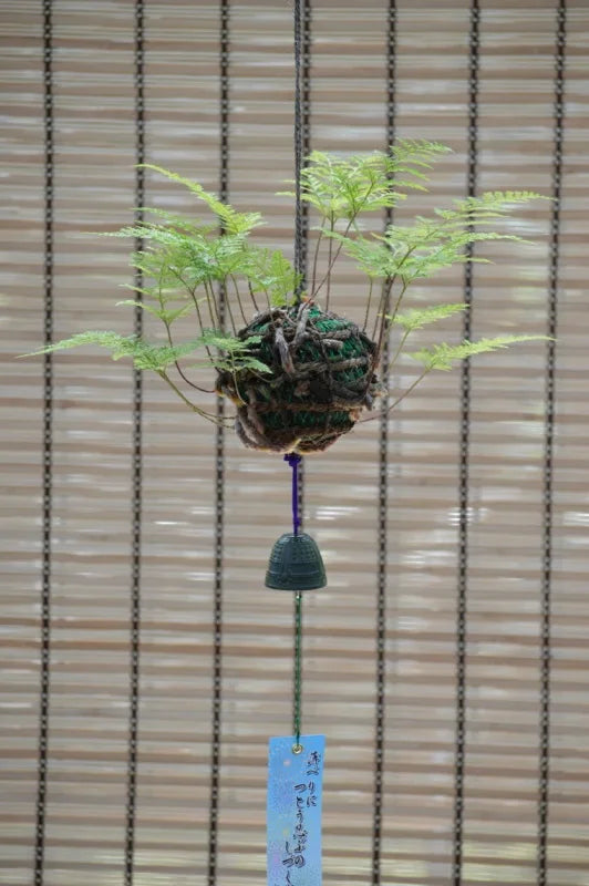 日本産つりしのぶ　約９ｃｍ玉　【南部鉄器風鈴付】