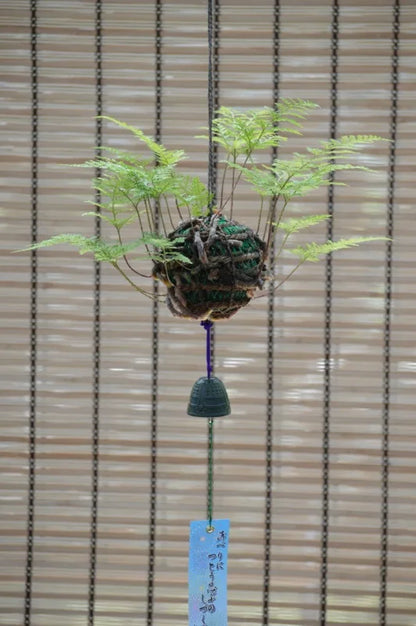 日本産つりしのぶ　約９ｃｍ玉　【南部鉄器風鈴付】