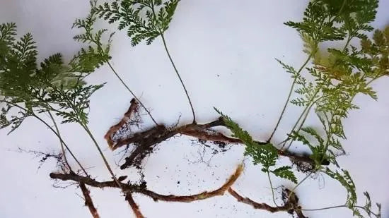 日本産しのぶ苗