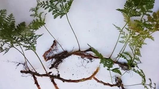 日本産しのぶ苗