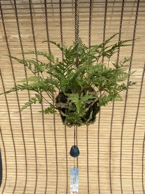 日本産つりしのぶ　約9ｃｍ玉型　材料セット