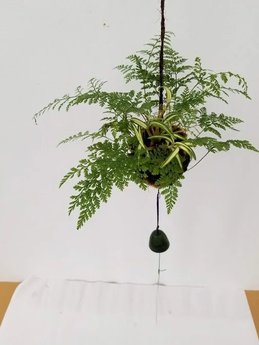 日本産つりしのぶ　約９ｃｍ玉　【南部鉄器風鈴付】　セッコク蘭 植込品