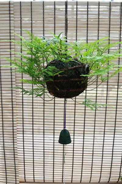 日本産つりしのぶ　約２０ｃｍ玉　【南部鉄器風鈴付】