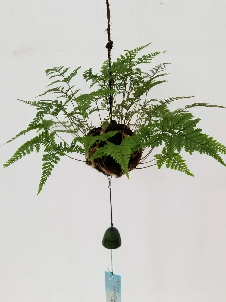 常緑つりしのぶ　約９ｃｍ玉　【南部鉄器風鈴付】