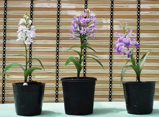 羽蝶蘭　１鉢１球入り