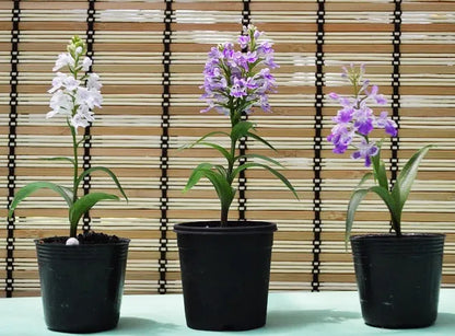 羽蝶蘭　１鉢１球入り