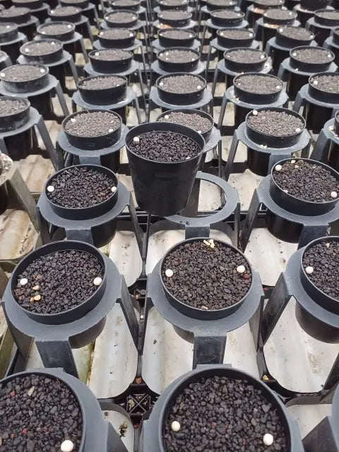 羽蝶蘭　１鉢１球入り