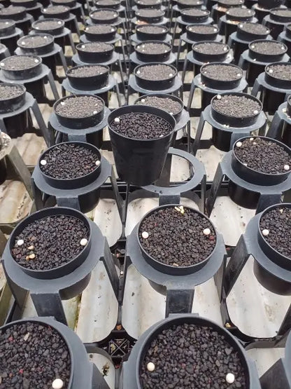 羽蝶蘭　１鉢１球入り