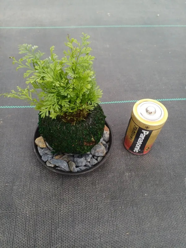 ミニ苔玉しのぶ（１個）