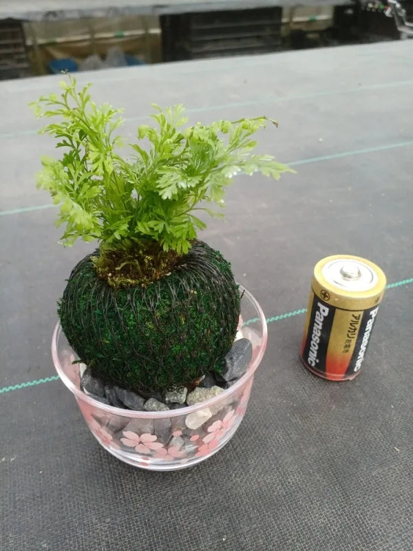 ミニ苔玉しのぶ（１個）
