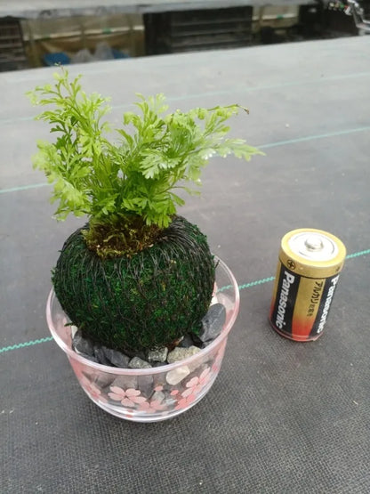 ミニ苔玉しのぶ（１個）