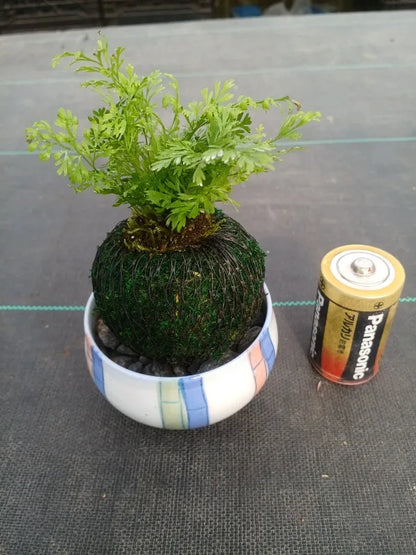 ミニ苔玉しのぶ（１個）